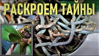 видео: РАСКРОЕМ ТАЙНЫ НЕРЯШЛИВЫХ КОРНЕЙ ОРХИДЕЙ! ПОСМОТРИМ НА КЛАДКУ ТРИПСА НА ЛИСТЕ В ШКОЛЕ ОРХИДЕЙ ОНЛАЙН картинка: РАСКРОЕМ ТАЙНЫ НЕРЯШЛИВЫХ КОРНЕЙ ОРХИДЕЙ! ПОСМОТРИМ НА КЛАДКУ ТРИПСА НА ЛИСТЕ В ШКОЛЕ ОРХИДЕЙ ОНЛАЙН