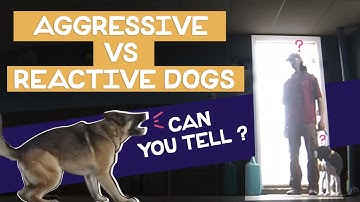 Aggressive Vs Reactive: Can you tell the difference?