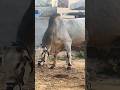#shorts జై శ్రీరామ్ #basava #dnrbulls #nandi #ongolebulls #shortsfeed #trendingshorts #youtubeshorts