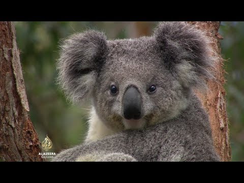 Video: Zagrljaj Koala U Australiji: Zašto Bi Se Turisti Trebali Zaustaviti
