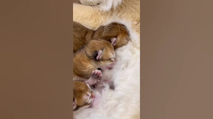 Video 711331: british longhair babies, newborn kittens