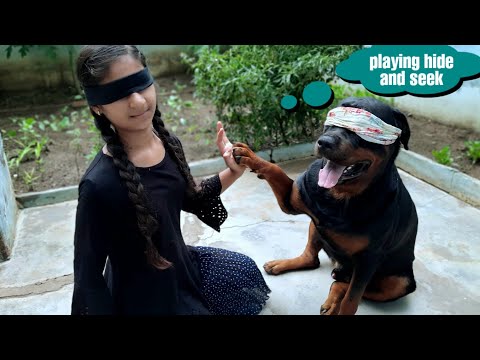 jerry and anshu playing Hide and Seek||funny dog videos||cute dog.