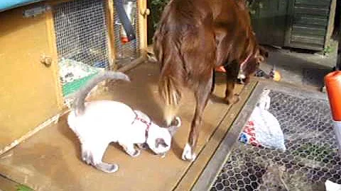 Watch the video about Izzy the Snowshoe kitten explores the garden.
