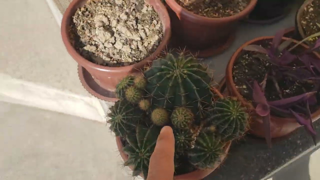 Asakalik Nodiraxon opani 30 gektarlik bog'iga Bahor keldi 