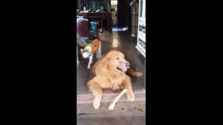 [สุนัขแสนรู้] หมาทำงานต้องมีรางวัล ดูความน่ารักของเจ้า มะขวิด กัน by Animal Awesome 43,828 views 8 years ago 1 minute, 50 seconds