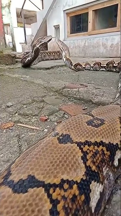 two giant pythons meet#shorts - YouTube