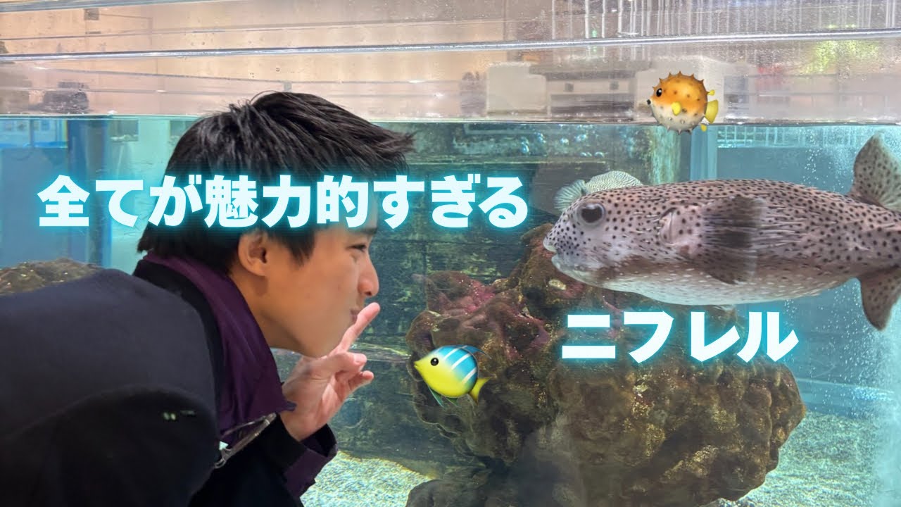 Vlog | 誕生日旅行でニフレルへ🐠🫧‪カップルで初めて行ってきた！ 生き物と距離が近くて最高。