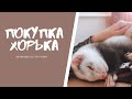 ПОКУПКА ХОРЬКА / НАЧАЛО ПРИКЛЮЧЕНИЙ АЛЬФА