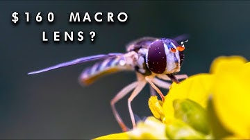 7Artisans 60mm F2.8 Macro Lens Review - Affordable and Impressive and Great for Beginners!