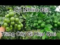 Cây Giống Chanh Chùm Tứ Quý Lợi Nhuận Khủng Khiếp Nếu Trồng Ngay Hôm Nay