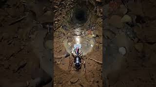 Trap-Jaw Ant POV: Inside a Hidden Underground Colony