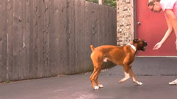 Pi Focal Raspberry Pi Camera Case Dog Test 3 No Glass