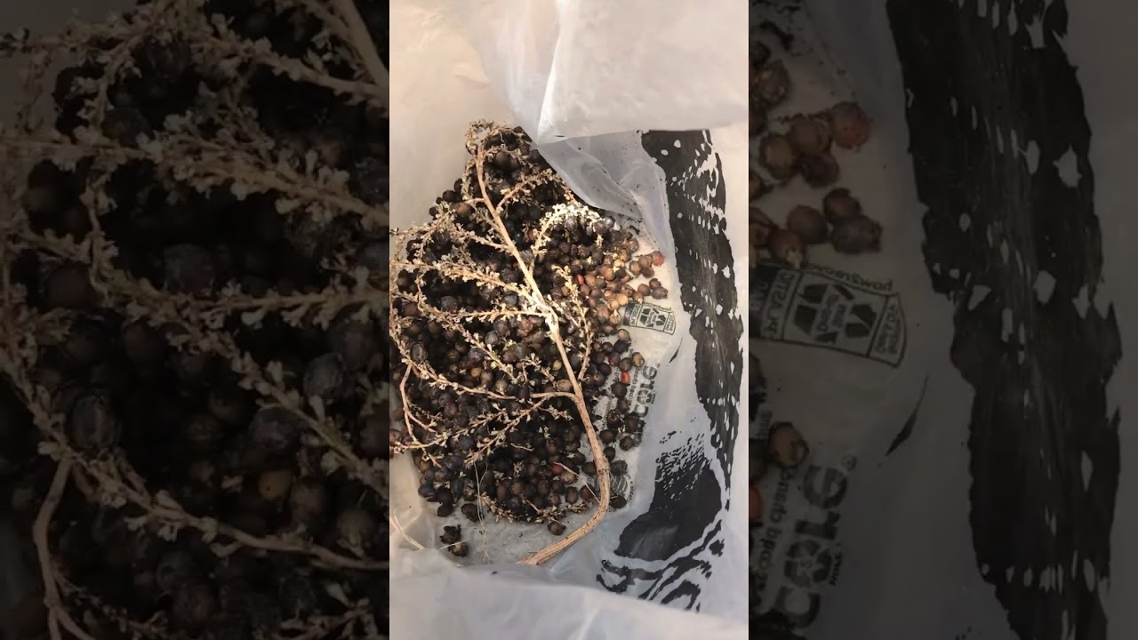 🌴Germinating 1000+ palm tree seeds🌴 