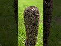 Swarm collectors quarry...not a strange looking choc ice!#beekeeper #honeybee #apiculture