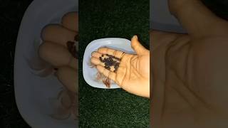 Snickers Chocolate Choco Chips Popsicle