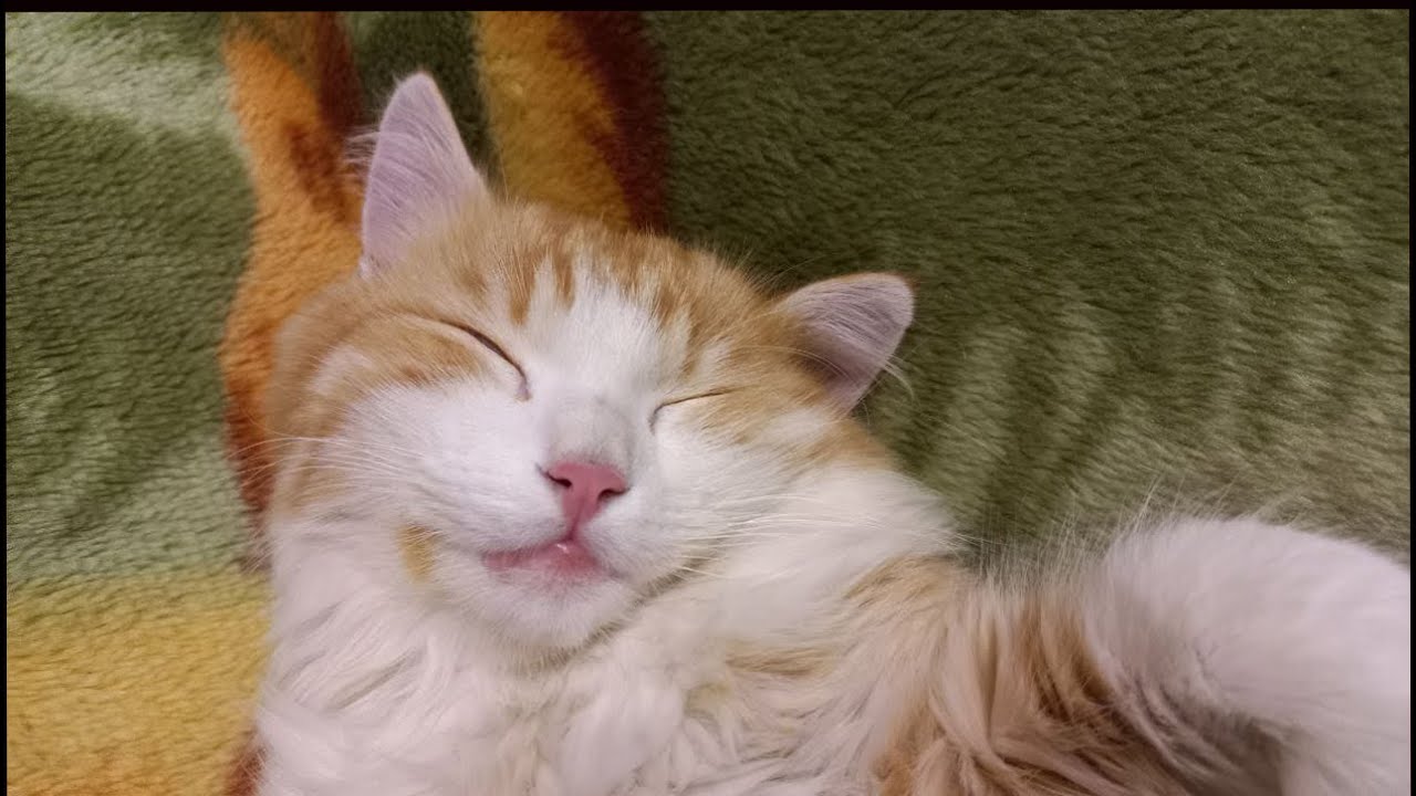 Hidden Camera. Funny cats 🐈 Stepa and Kuzya Cats YouTube