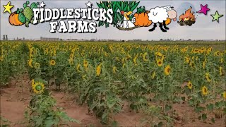 Fiddesticks Farms - Midland, Texas