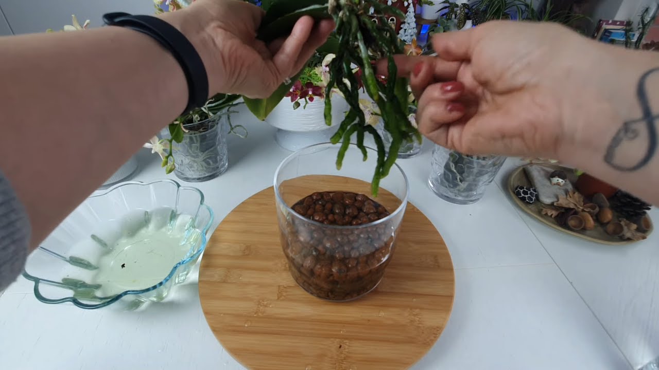 Suda Orkide Yetiştirmek