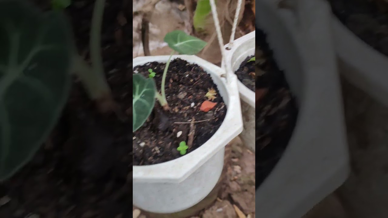 Cây Black Velvet @Yêu cây PL 