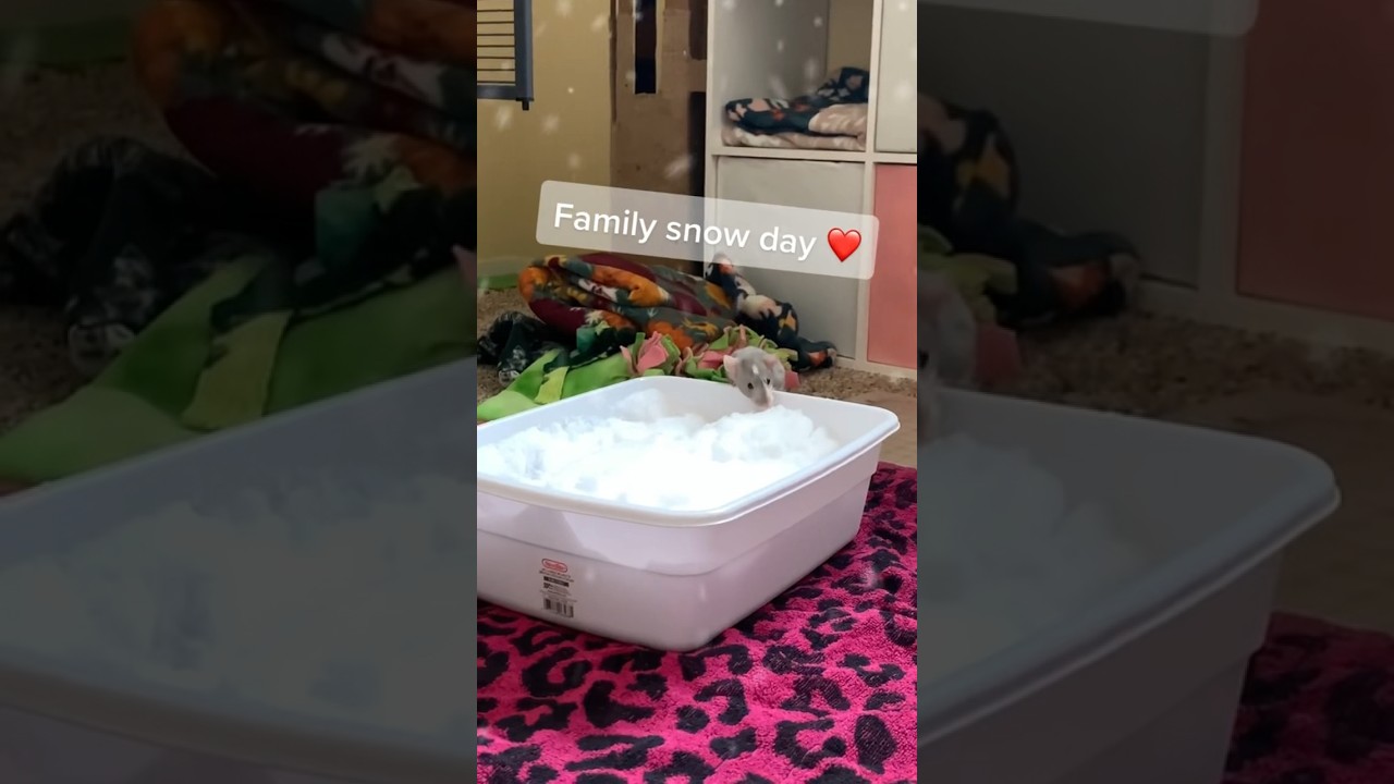 Rats play in the snow! ❄️ 