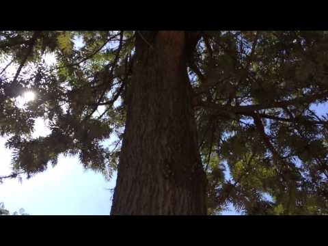 Silky Oak -