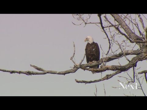 Nesting bald eagles make hardest Englewood golf course hole shorter, easier