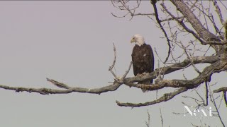 Nesting bald eagles make hardest Englewood golf course hole shorter, easier