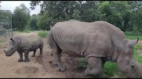 Thaba learning from Esmé