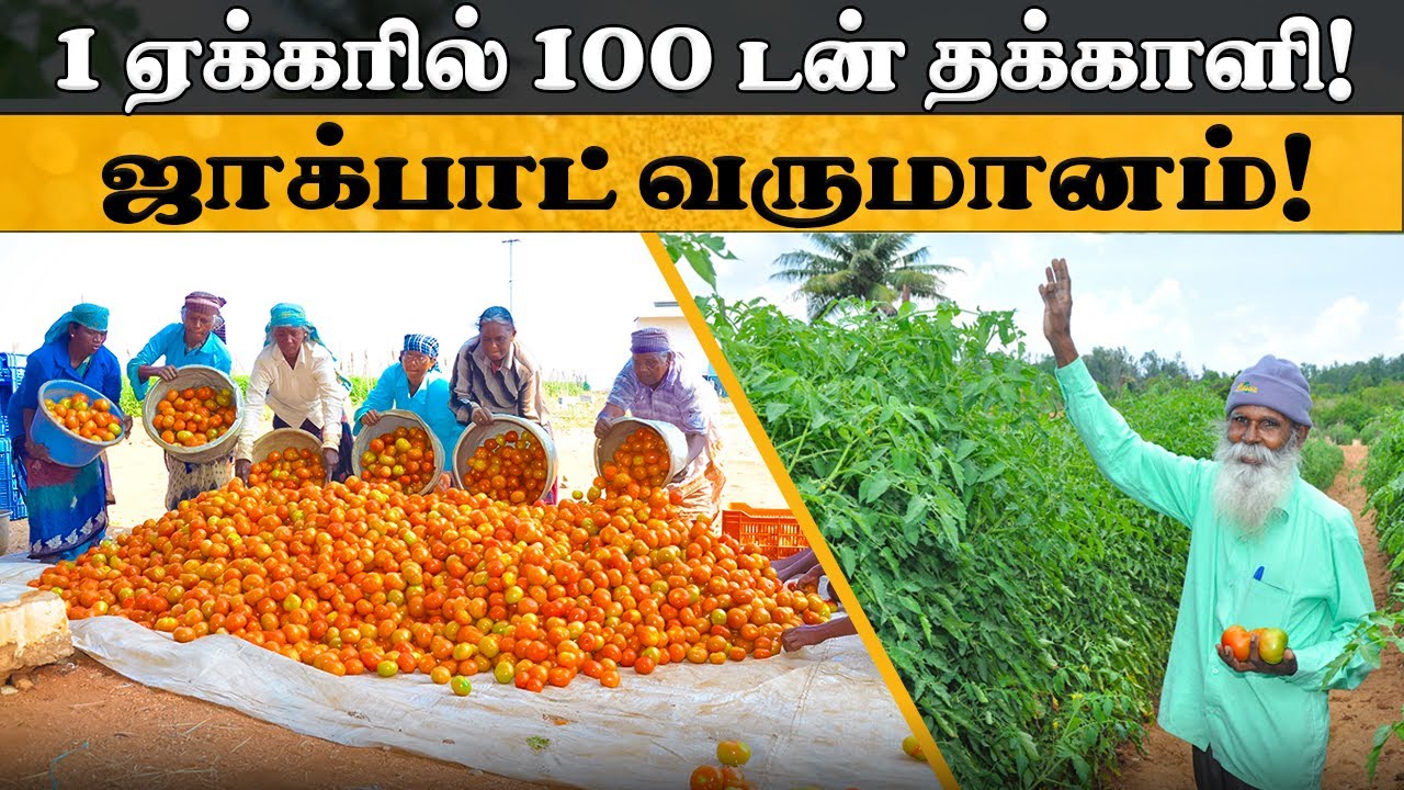 1 ஏக்கரில் 100 டன் தக்காளி மகசூல்! விவசாயிகளுக்கு ஜாக்பாட் வருமானம்!