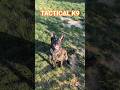Tactical fur missile deployed #edc #malinois #k9