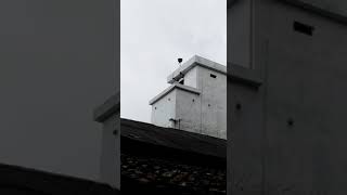 Download Lagu super kis kis walet di hexagonal sp ws by liandi test respon walet MP3