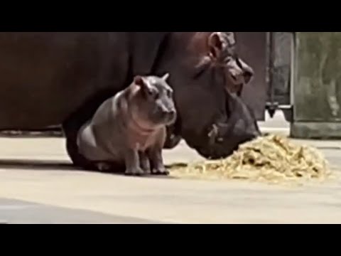 ピース動物チャンネル