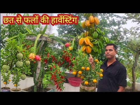 Organic Fruits Harvesting from Terrace Garden