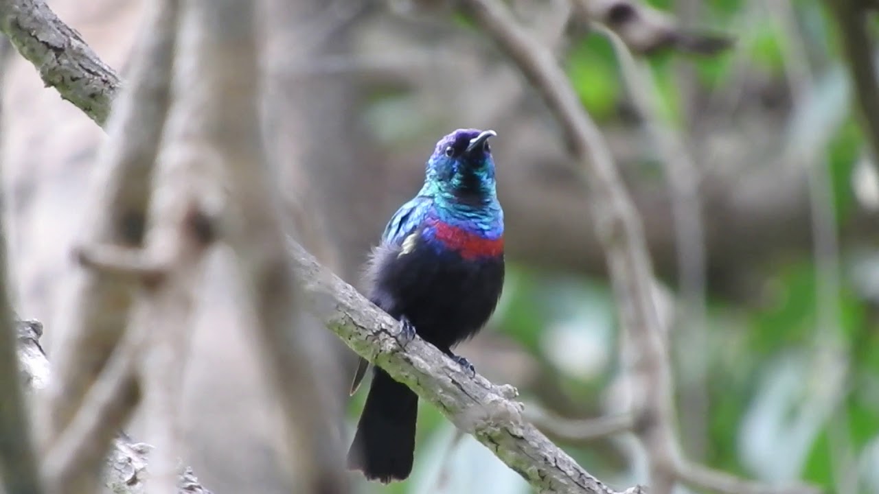 Shining Sunbird 