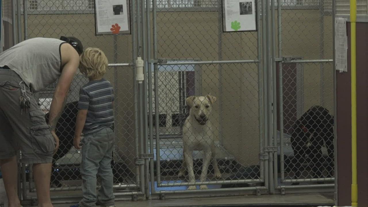 Inflation, lack of affordable housing contribute to Spokane animal