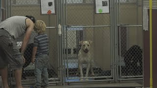 Inflation, lack of affordable housing contribute to Spokane animal shelters reaching max capacity