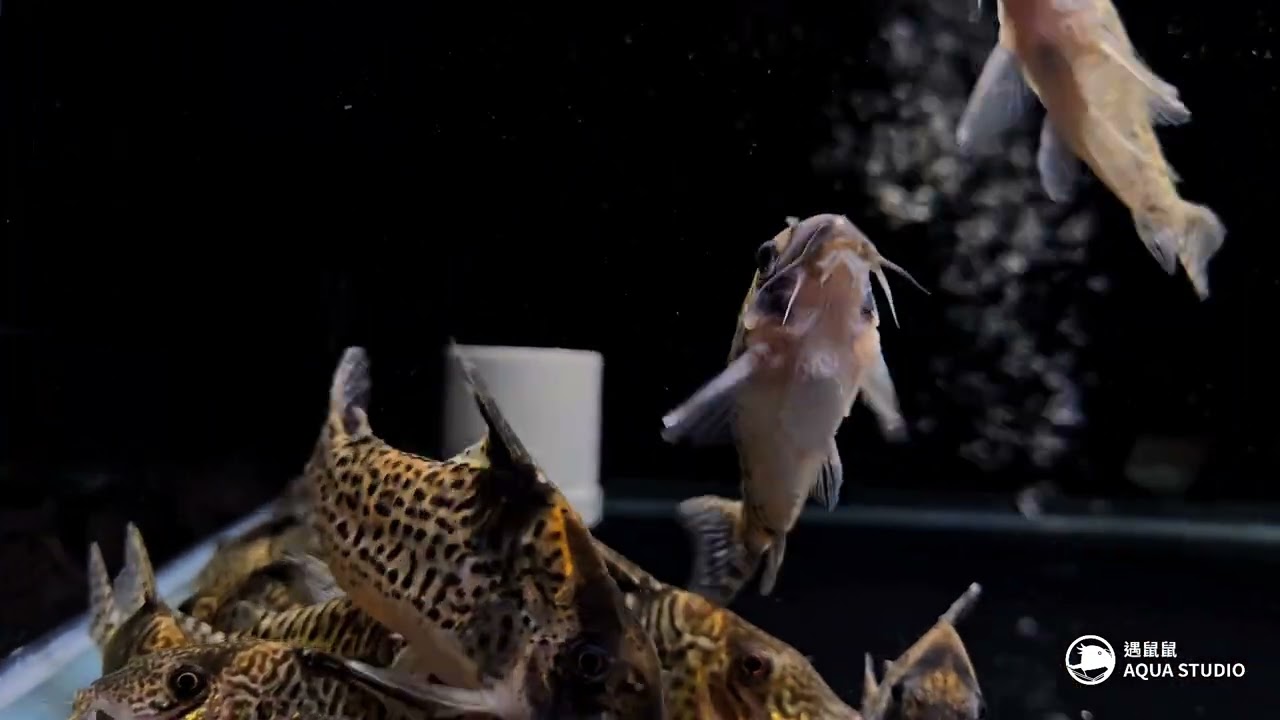 遇鼠鼠 | Kinchan SN/SLN 短吻/尖吻金鑽鼠