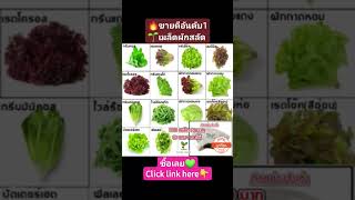🌱[ขายดีอันดับ1]🌱 เมล็ดผักสลัด 100 เมล็ด 💚💚