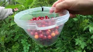 Chokecherry (Wild cherries) foraging!