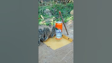 Easy Creative DIY Bird Trap - Quail Trap #simple bird trap #shorts