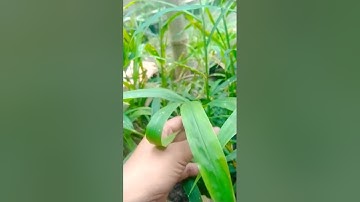 Tanaman jahe di raised bed pada musim hujan