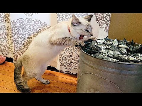 Funny animals | Adorable cats and dogs 2022 #18