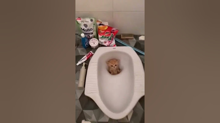 🙈 Kucing Kecil Cosplay Jadi PUP | #cat #funnyvideo #funnycats