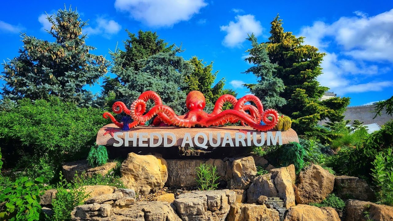We Celebrate Our Chicago Hike with a Visit to the Shedd Aquarium