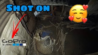 GOPRO footage of mother Leopard and her four Cute little cubs | Eco Echo Foundation | Nashik