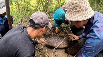 Lần thứ 3 Trở lại tìm Con Rắn To không khiến chúng tôi phải thất vọng | ngàn cá gò công #79