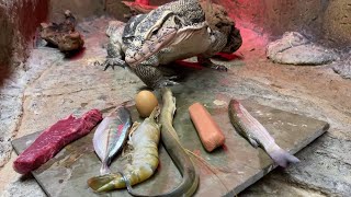 I Cannot Believe My Lizard Ate THAT - Mukbang!😳