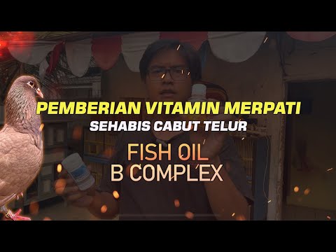 PEMBERIAN VITAMIN B COMPLEX + FISH OIL PADA MERPATI YG BARU NAIK GIRING