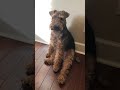 Welsh terrier, Griff he thinks he’s human 😁 の動画、YouTube動画。