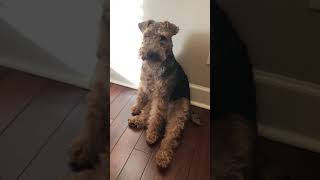 Welsh terrier, Griff he thinks he’s human